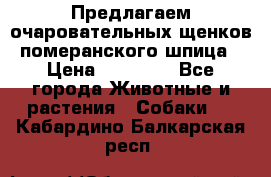 Предлагаем очаровательных щенков померанского шпица › Цена ­ 15 000 - Все города Животные и растения » Собаки   . Кабардино-Балкарская респ.